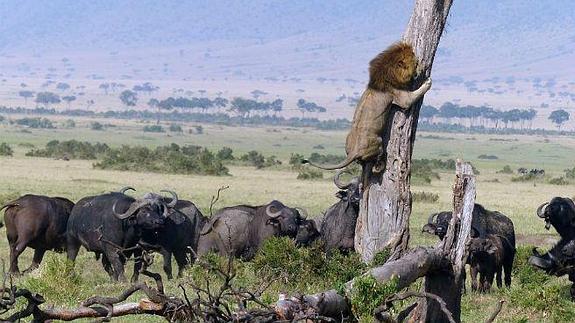 Un león asustado trepa a un árbol.