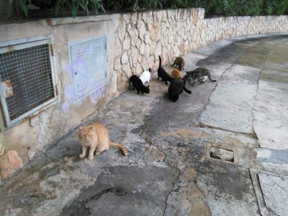 La aparición de varios animales muertos desata la alarma vecinal en Torrent