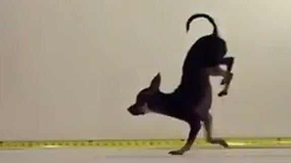 El perro más rápido del mundo a dos patas