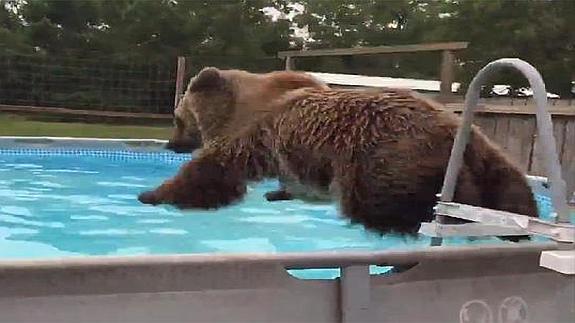 El oso Bruiser consigue más de 2 millones de visitas en Youtube