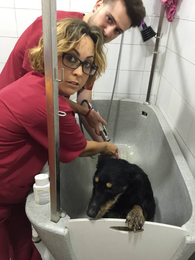 Los veterinarios tratan a Barbita tras el rescate.