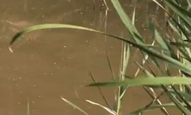 Detectan en Gandia un virus relacionado con la picadura del mosquito tigre que causa dolor corporal y fiebre