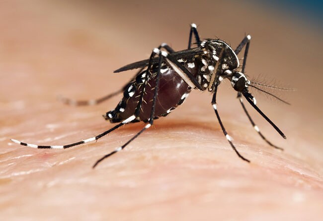 Sanidad confirma en Gandia  un caso autóctono del virus que transmite el mosquito tigre