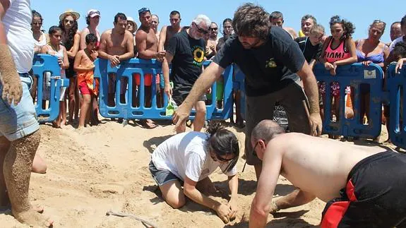 Hallan una tortuga boba desovando en una playa de Torrevieja