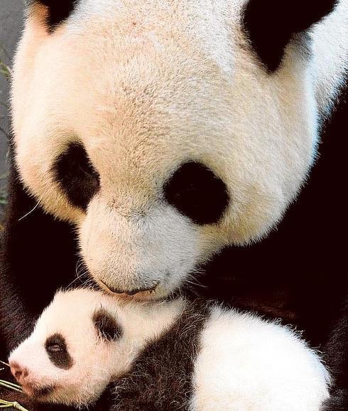 La panda, con su primer cachorro en 2013.