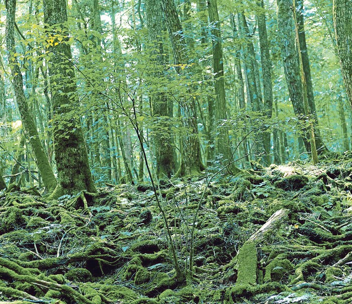 El bosque japonés Aokigahara.