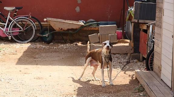 El perro que ha atacado a la menor cuando intentaba coger a una de sus crías.