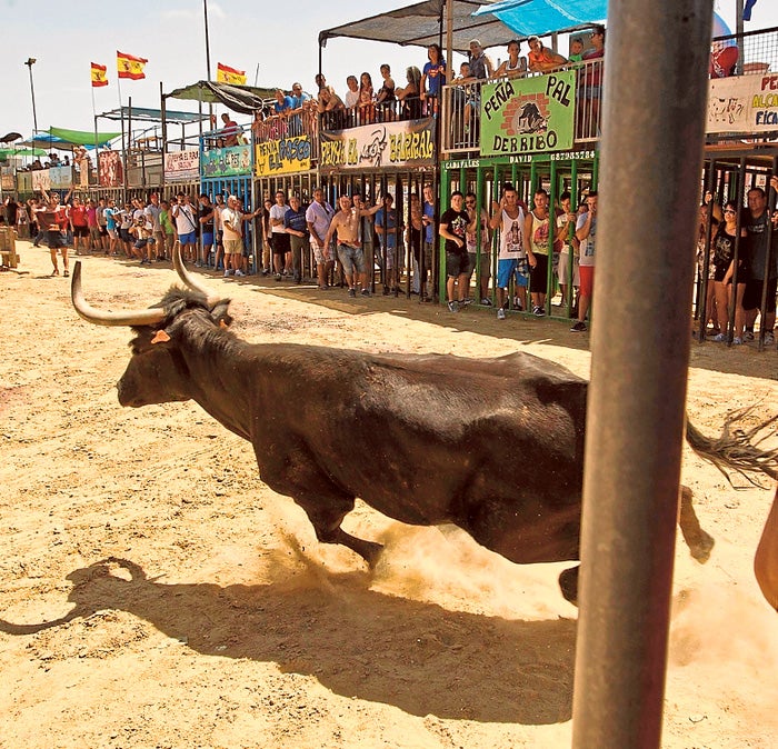 Una vaca salta a una plaza de toros de la Comunitat.