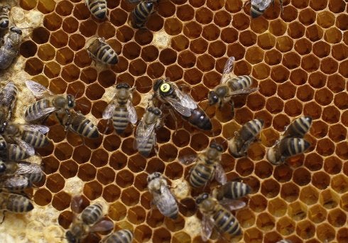 Panal de abejas. :: L. N. Reuters