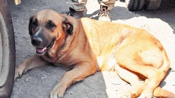 Reina, la perra que amamantó al pequeño y le salvó la vida.