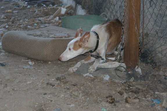 Uno de los perros que se han rescatado en Torrent este verano. :: LP