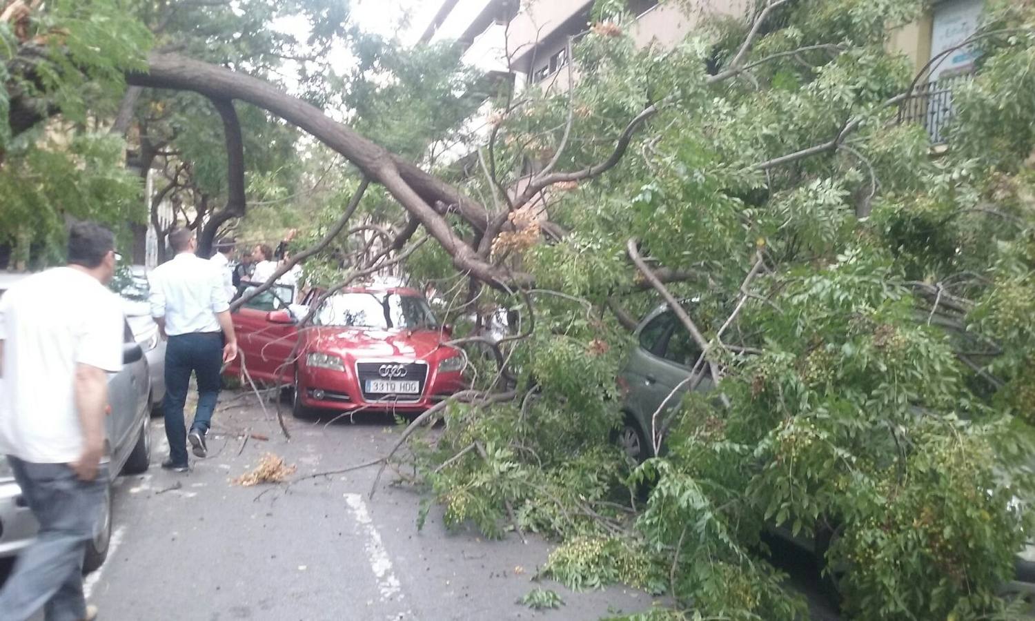 La caída de un árbol afecta a varios coches en la calle Sorní de Valencia