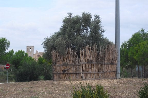 Olivo en forma de 'parany' en una rotonda de Sant Mateu. :: v. ll.