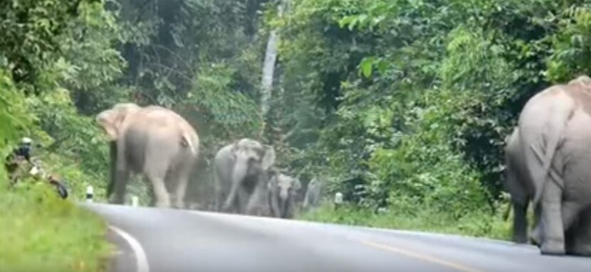 Elefantes acorralan a un motorista en Tailandia.