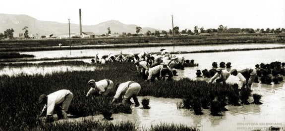 RECOGIDA DE LA PLANTA
Un grupo de agricultores, trabajando en un campo de arroz cerca de la Albufera en 1931.  :: biblioteca valenciana