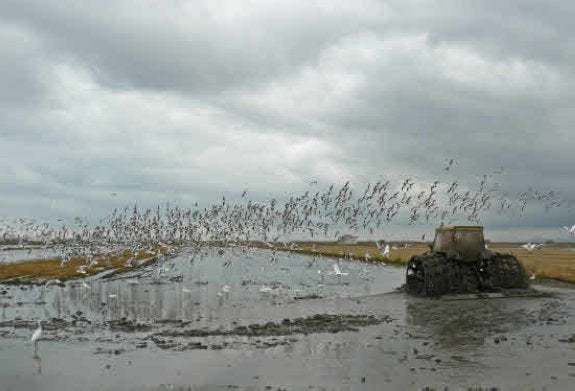 Gaviotas en busca de comida rodean al tractor que 'fanguea' la tierra de un campo de arroz en el parque de la Albufera. :: lp