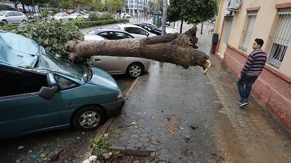 Árbol caído en la calle Molinell de Valencia. 