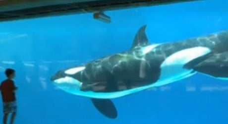 Ballena en el acuario de San Diego, California.