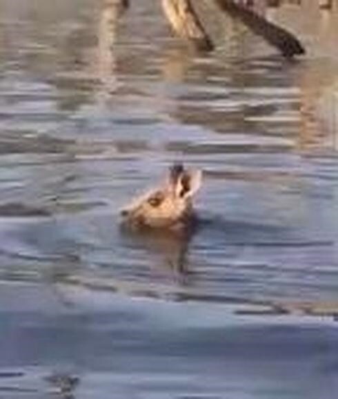 Un canguro sorprende a un pescador en el agua