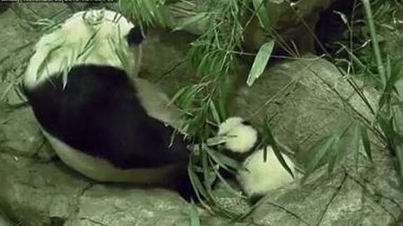 Los primeros pasos de un bebé panda