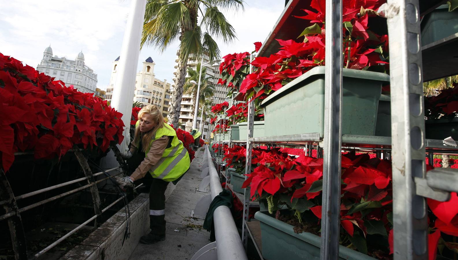El Ayuntamiento sólo gastará 880 euros en las flores de Navidad