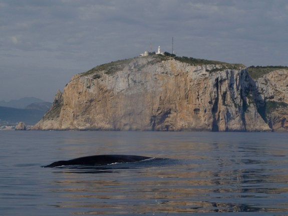 Una de las ballenas avistada en la reserva marina del Cabo de San Antonio. :: lp