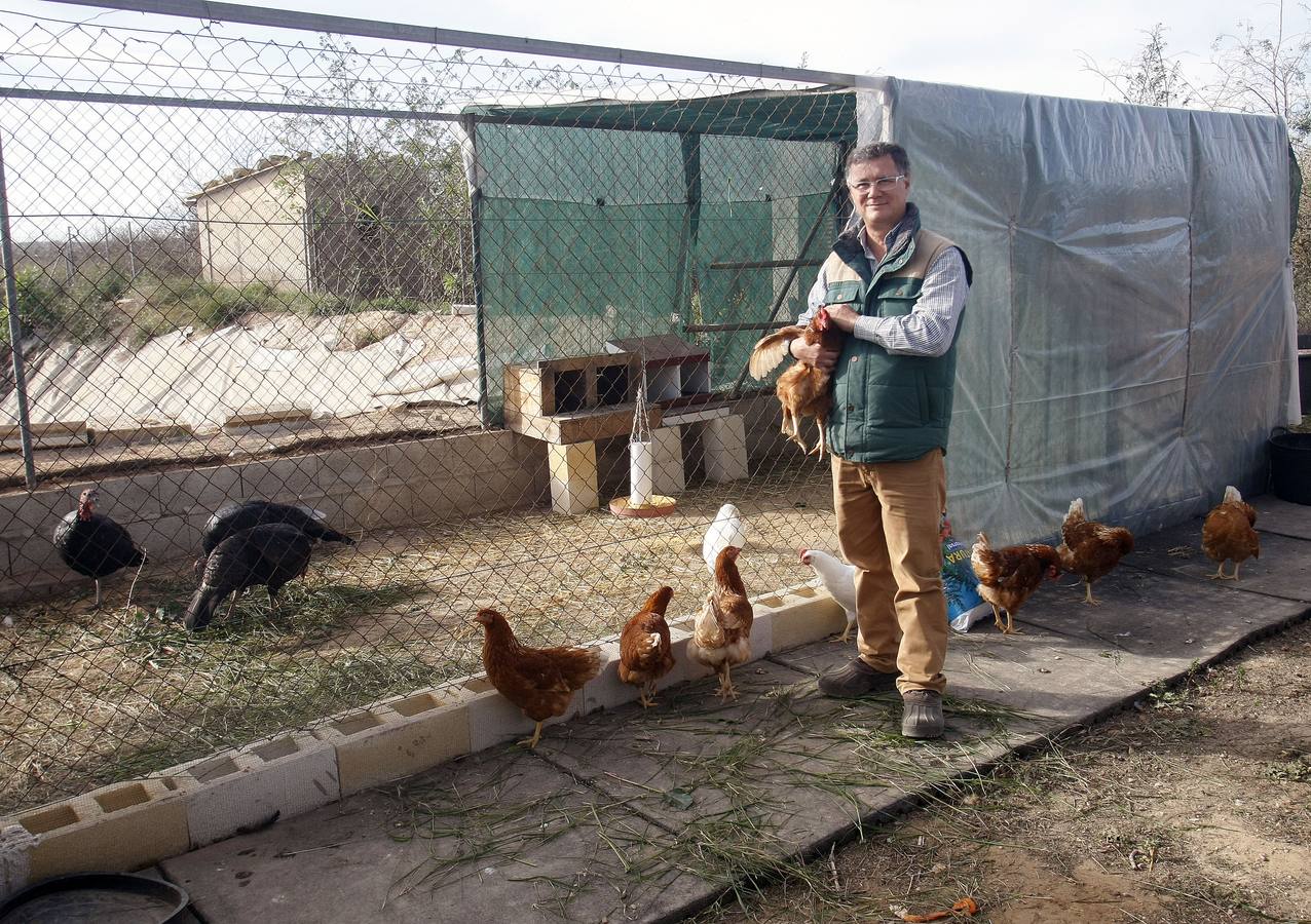 ¿Quieres apadrinar una gallina?