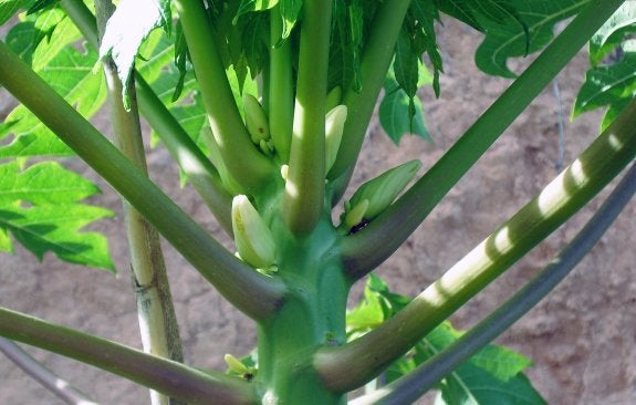  Fruta. Pequeños frutos de papaya que empiezan a crecer en las axilas de las ramas que salen del tronco principal de la planta. La imagen es actual y del campo de Pedralba. :: v. ll. Plantas. Varios árboles de papayo. O mejor dicho arbustos, por su crecimiento limitado y porque las ramas no llegan a lignificarse. Se plantan a dos o tres metros unos de otros. :: v. ll.