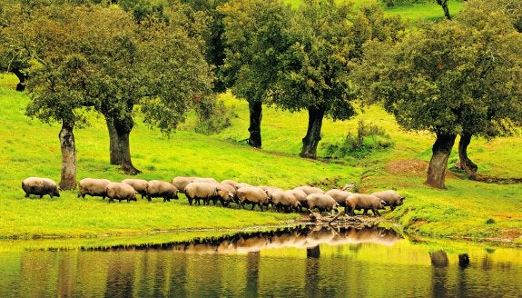 Alimentación, tranquilidad  y ejercicio convierten a estos atletas de la dehesa en  amones de lujo. :: C. J. 