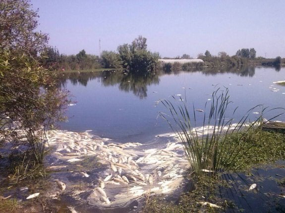 Peces muertos por el vertido en un acuífero de Xeraco, en una imagen de archivo. :: lp