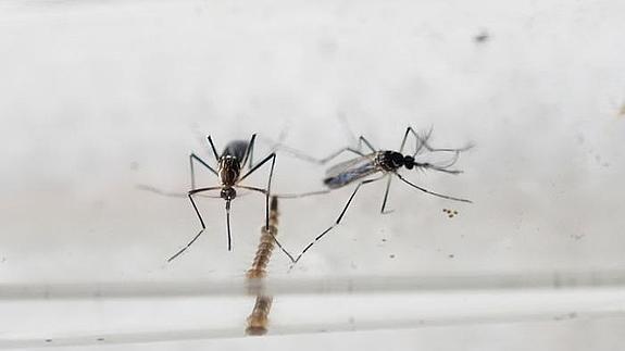 Mosquitos Aedes Aegypti.