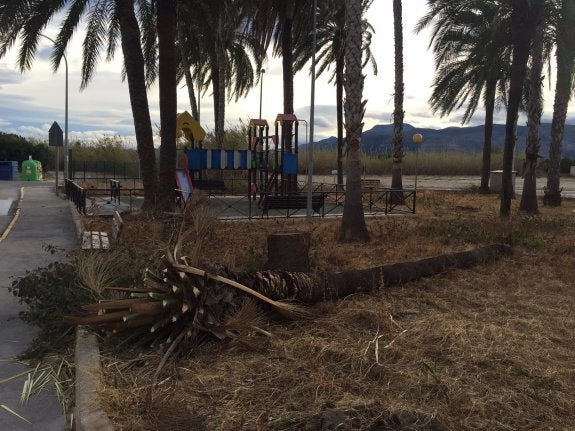 Una de las palmeras que cayó este fin de semana en una zona ajardinada de la playa de Tavernes. :: lp