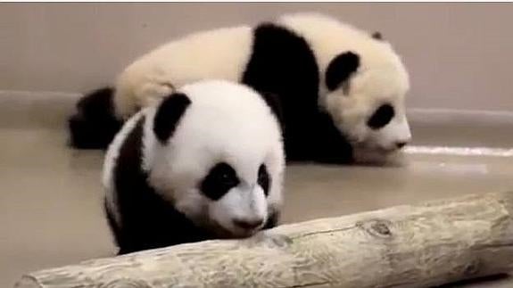 Los pandas que están enterneciendo en internet.