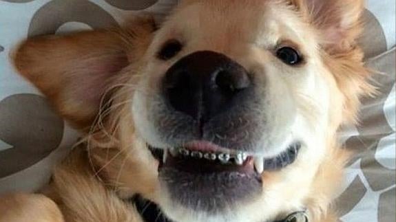 El perro que lleva 'brackets'