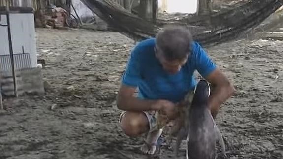 El pingüino que recorre 8.000 kilómetros para rencontrarse con su salvador
