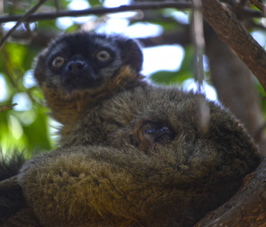 Cría de lémur frentirrojo nacida en Bioparc Valencia.