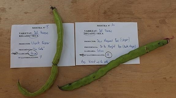 Las dos habas ganadoras.