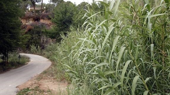 Nueve ayuntamientos velarán por el parque natural del río Turia