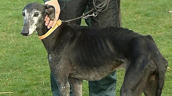 Desfile benéfico de galgos en Valencia