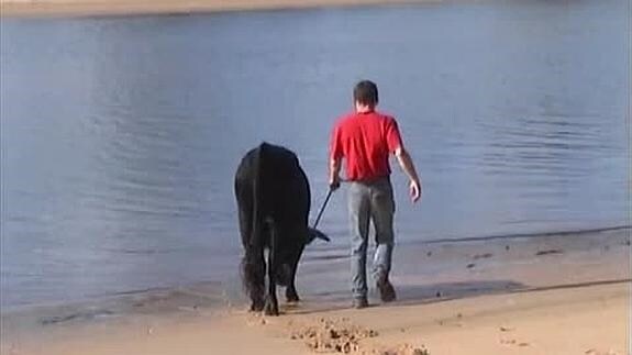 La amistad entre un hombre y un toro de lidia