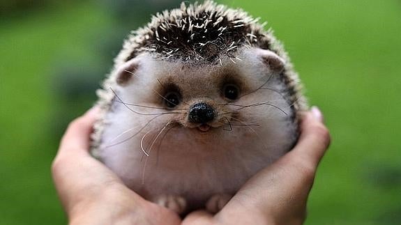 El erizo, la mascota más dulce