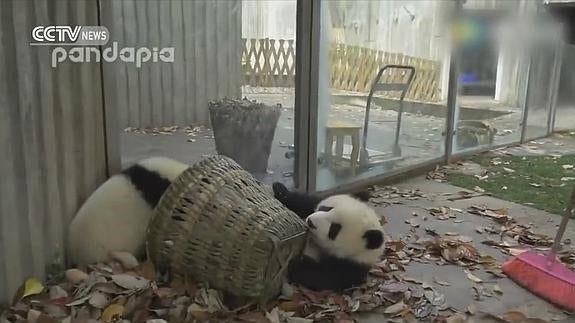 Osos panda, como niños pequeños