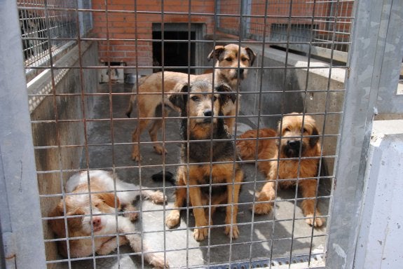 El 90% de los perros abandonados en Valencia carece de chip identificativo