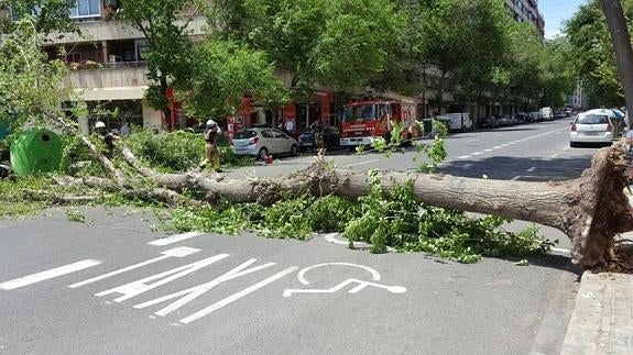 El árbol, unos instantes después de caer derribado en la avenida de Burjassot.