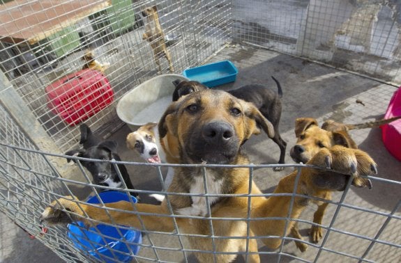 Cruce de acusaciones por el hacinamiento del refugio de animales