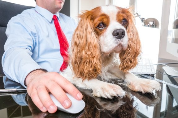 Los estudios señalan que los empleados que trabajan con su perro tienen menos estrés y son más productivos.