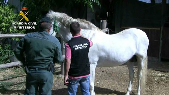 Uno de los dos animales rescatados por la Guardia Civil.