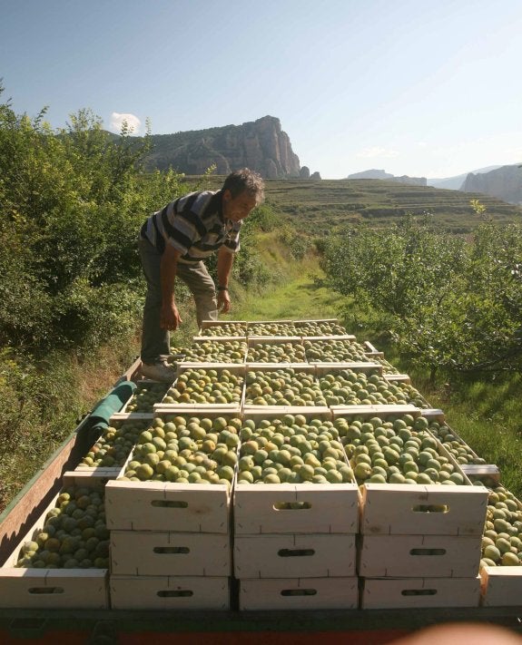 Recolección de ciruelas en una finca. :: fernando díaz