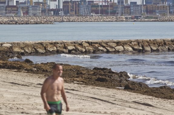 Un hombre pasea por la playa de Pinedo, con la orilla llena de posidonia .