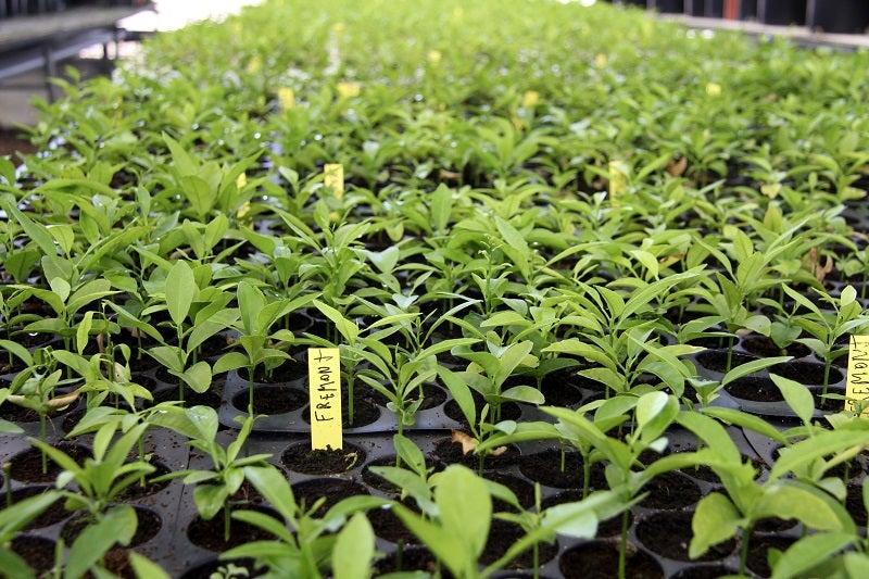 Un arca de Noé en Valencia para preservar el pasado y el futuro de cítricos y arroz